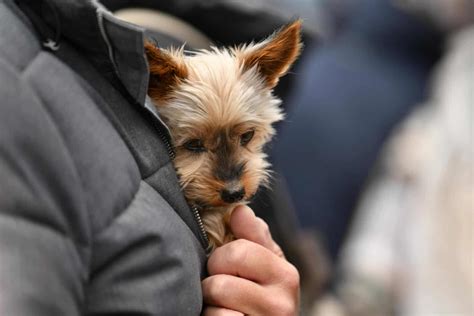 How Long Do Yorkshire Terriers Live? A Comprehensive Guide to Their Lifespan - Canine Pals - lifespan of yorkshire terrier