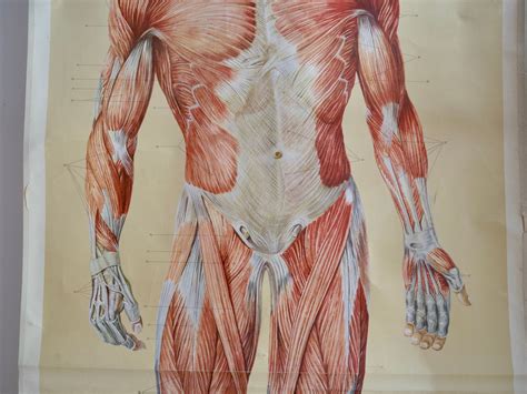 Vintage MUSCLES Front School CHART 60s Original Educational Chart Dr Te Neues - Etsy Australia
