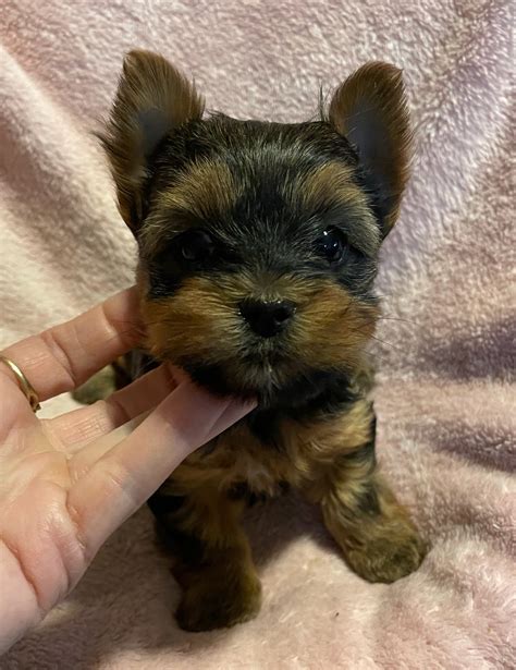 Sadie - Adopted - The Yorkie Collection - AKC Yorkshire Terrier Breeder ...