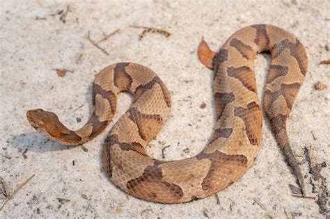 Copperhead Snake Markings at Brooke Donald blog