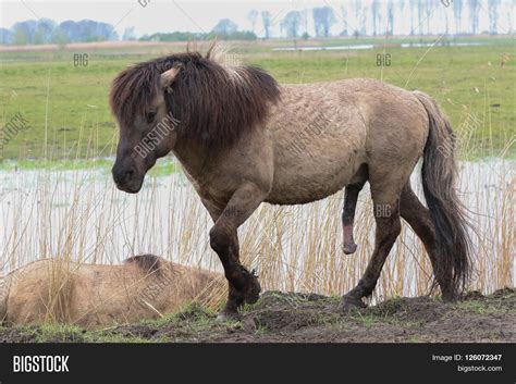 Konik Horse Walking Image & Photo (Free Trial) | Bigstock