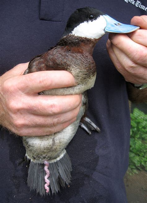 The Sex Life of Birds, and Why It's Important - The New York Times