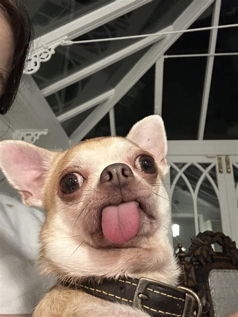 Funny Chihuahua Dogs A Video Of A Tiny Dog Falling Over Has Become An