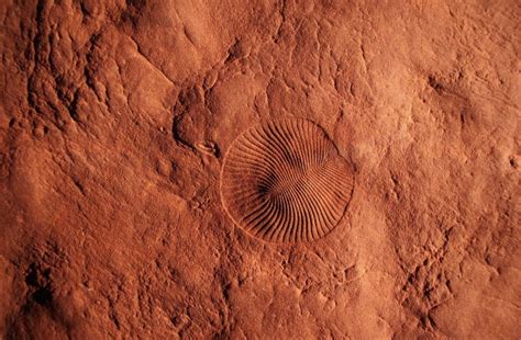Geobiologists shine new light on Earth's first known mass extinction event 550 million years ago