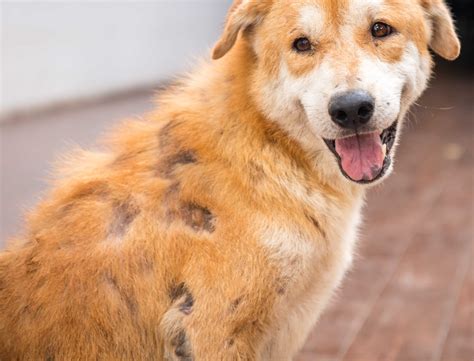 Dog with Scabs & Losing Hair: Our Vet Explains What to Do