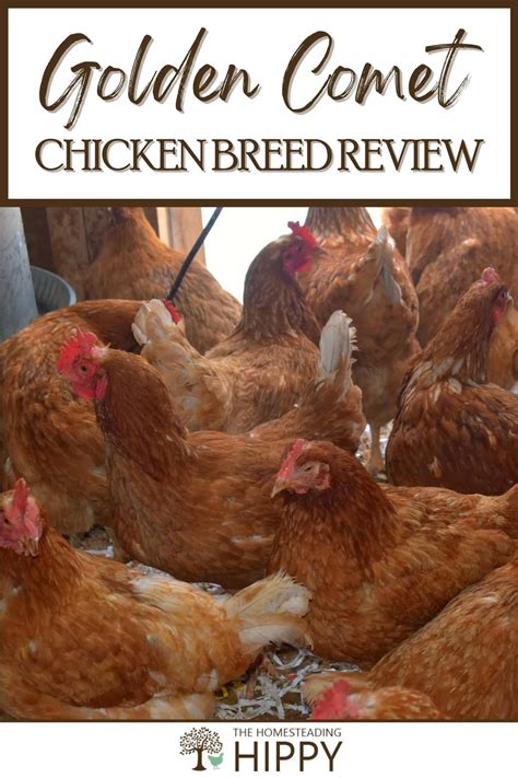 The Golden Comet Chicken Breed - Popular and Dependable Layers