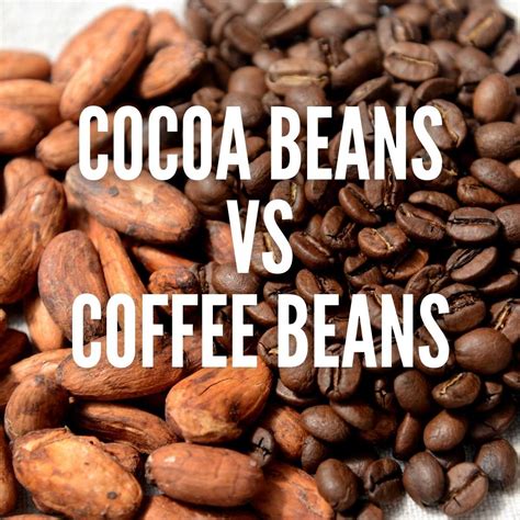 Are Coffee Beans And Cocoa Beans Related: Surprising Truth Revealed ...