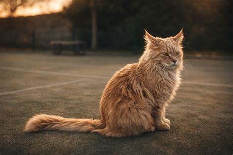 Maine State Symbols | Bird, Flower, Flag & More