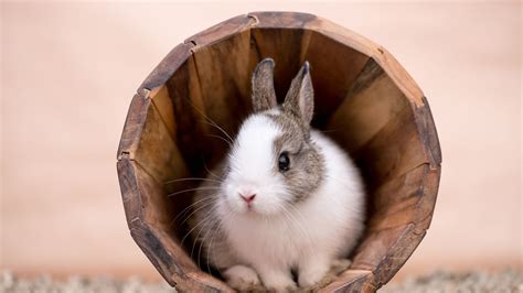 Where to Buy Rabbits Online | Internet of Things - where to buy rabbit card bangkok