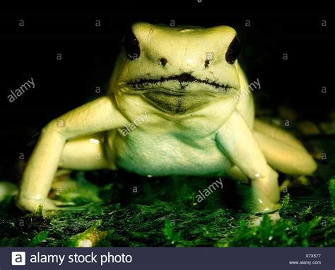 Froschhaut Stock Photos & Froschhaut Stock Images - Alamy