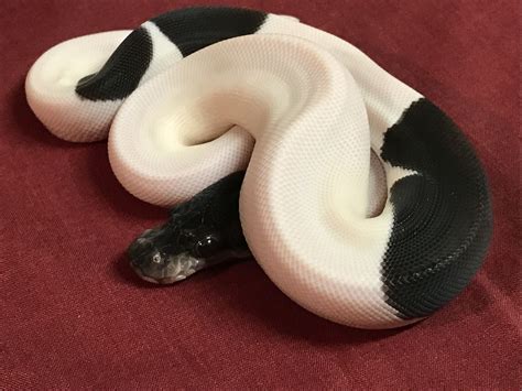 Piebald Ball Python at Blake Pardey blog