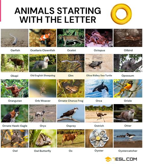 108 Animals that Start with O in English (With Pictures & Facts) • 7ESL