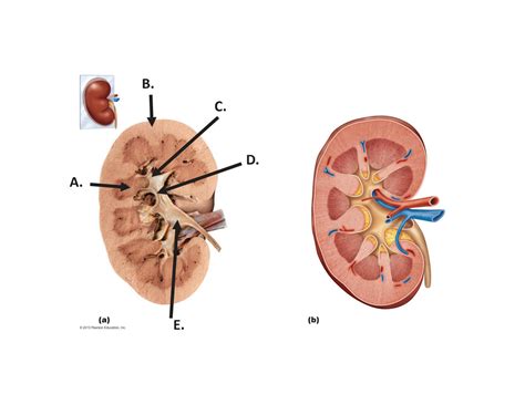 SOLUTION: Urinary system labeling assignment - Studypool