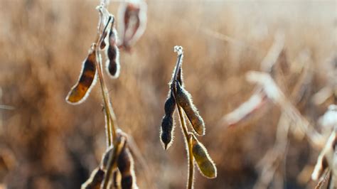 Agricultural Disruptions in Argentina and Ukraine - Zeihan on Geopolitics