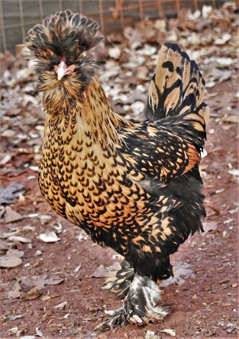 Gold and Black Pavlovskaya | egg well farm | Backyard chicken farming ...