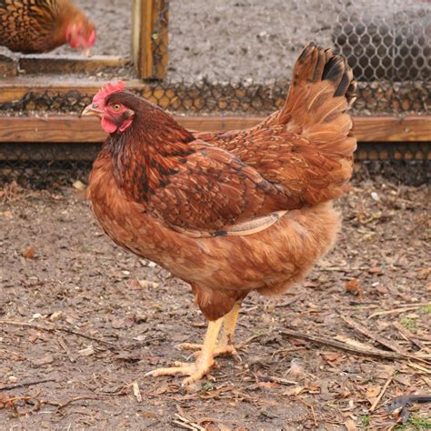 Cinnamon Queens, Paint Strippers, and Showgirl Chickens - Backyard Poultry