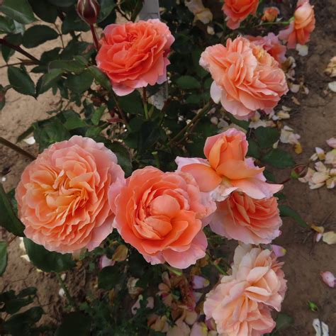 Audrey's Rose | Peach Floribunda | Style Roses