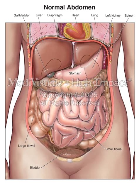 Normal Abdomen | MediVisuals + High Impact
