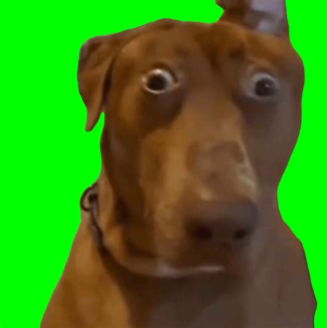 Brown Dog with Shocked Face meme - Belle the Dog (Green Screen ...