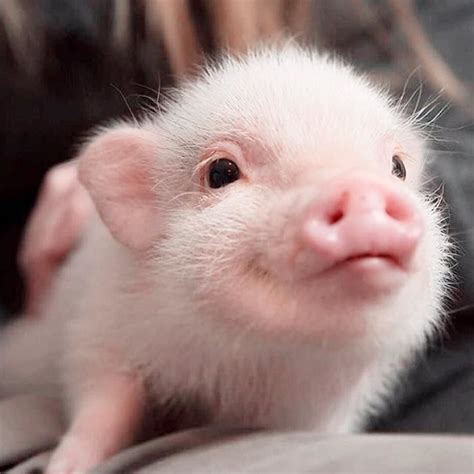 Pictures Of Cute Baby Pigs