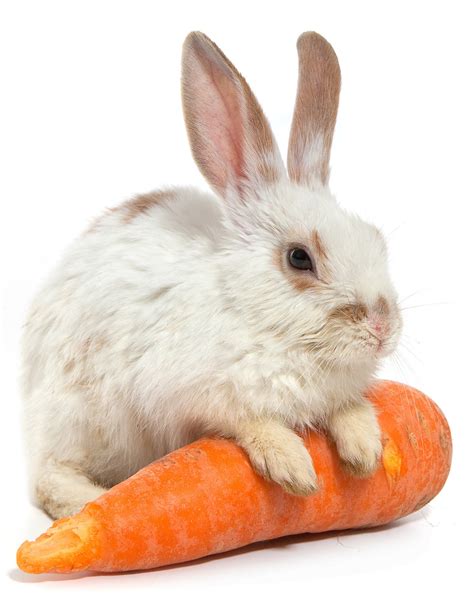 How Much Carrot Can A Rabbit Eat? A Guide To Rabbit’s Carrot ...