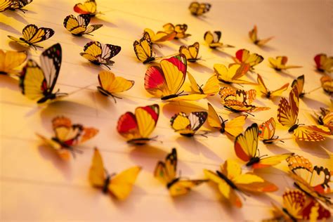Real Butterflies In The Wild