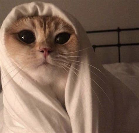 Funny Cat Pics Pfp Cat Mania - vrogue.co