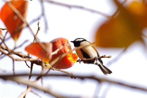 Japanese Tit | ture Japan | Nature Photographs