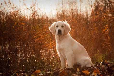 Duck Hunting Golden Retrievers