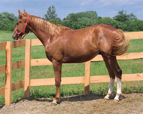 Selle Francais Horse