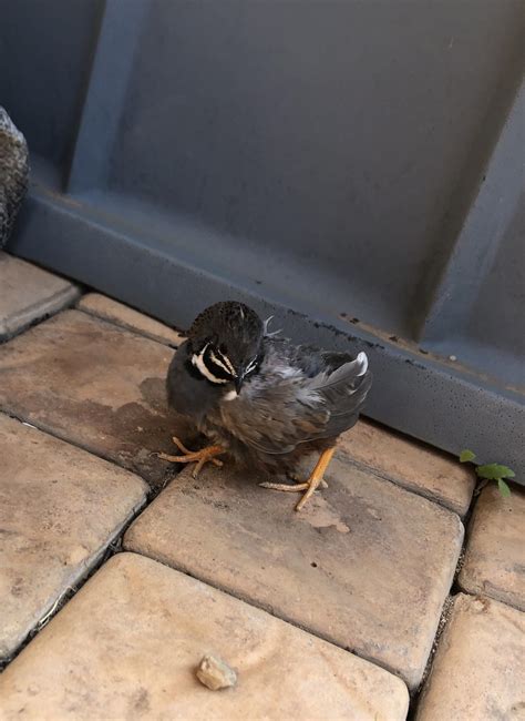 Are there any Bird watching enthusiasts? I found a bird I don’t think belongs here? I believe it ...