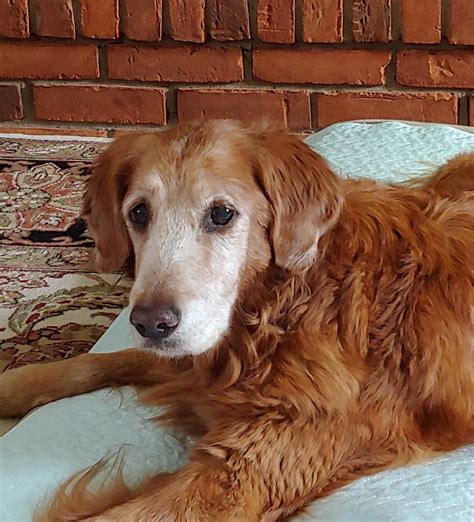 OAKLAND ANIMAL HOSPITAL - Rochester MI - Hours, Directions, Reviews ...