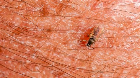 What Causes Black House Flies at Clayton Cooper blog