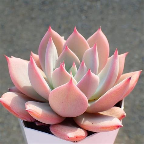 Do Succulents Need Sunlight? And, How Much? | Succulent City