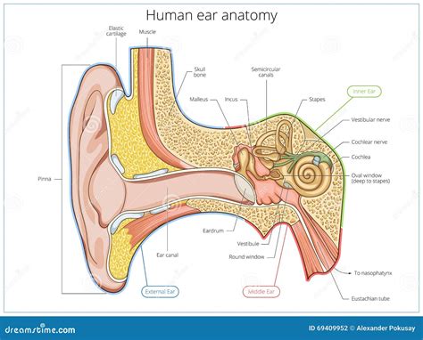 Human Ear Structure Medical Educational Vector Stock Vector ...
