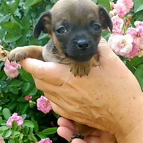 Critter Cavalry Rescue (CCR) (@crittercavalry) • Instagram photos and ...