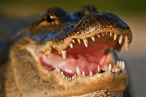 crocodile, Closeup, Teeth, Animals Wallpapers HD / Desktop and Mobile ...