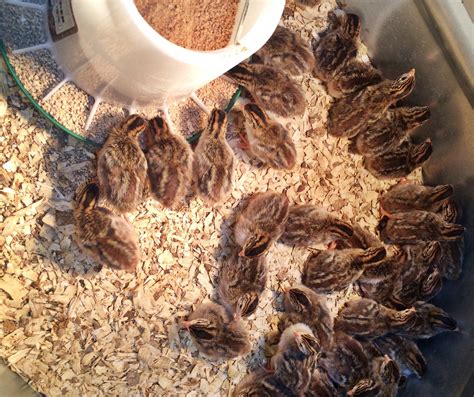 Rural King, 8801 US-24, Fort Wayne, Indiana, Hardware Stores - MapQuest