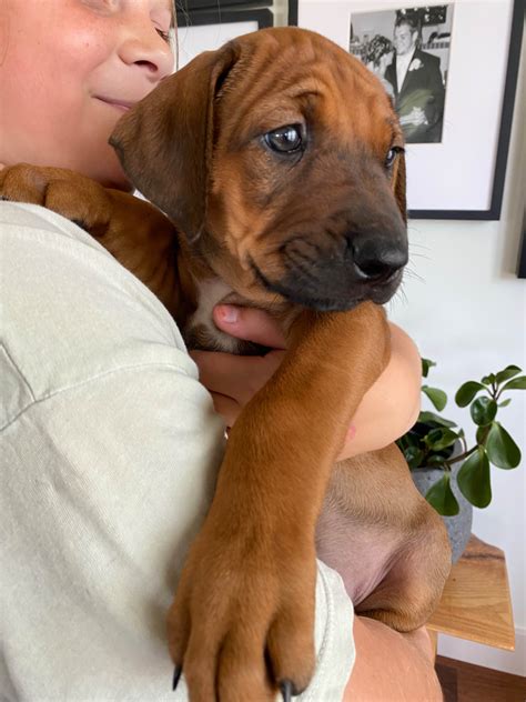 Rhodesian Ridgeback Puppies