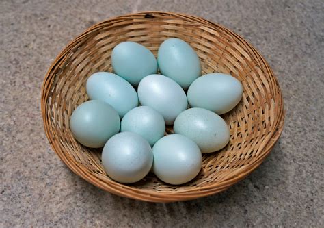 Blue Eggs From Chickens 24 Chicken Hens That Lay Blue Eggs {every