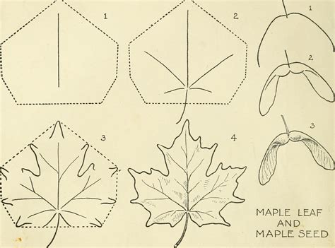 Easy Maple Leaf Drawing at PaintingValley.com | Explore collection of ...