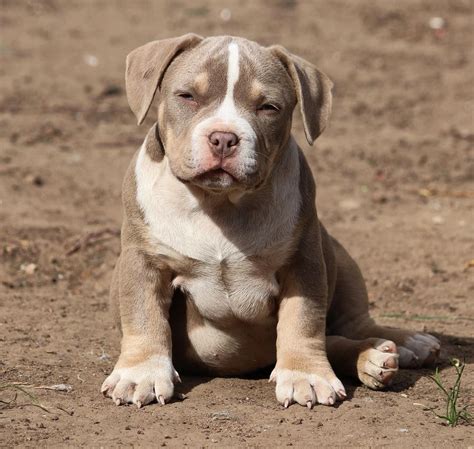 American Bully - Temperament, Types, Best Companion Dog Breeds