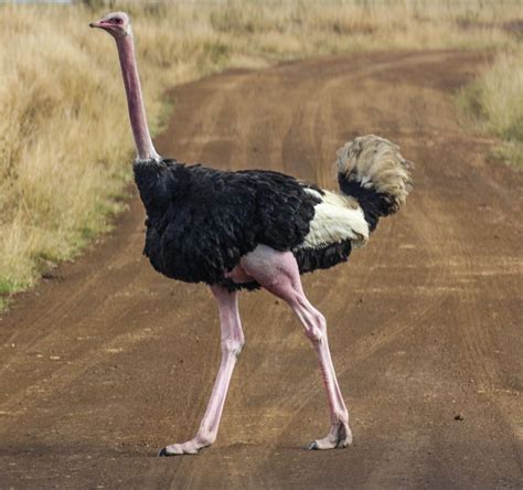Ostrich history and some interesting facts