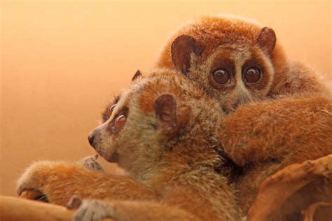 9 Unique Monkeys From Around the World - A-Z Animals