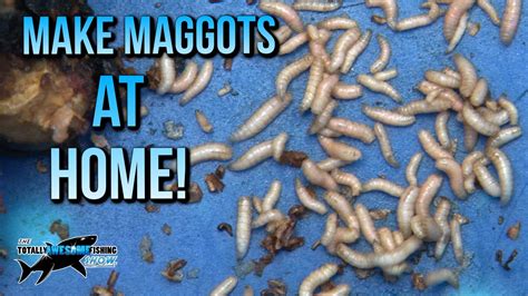 How to make Maggots at Home | TAFishing - YouTube
