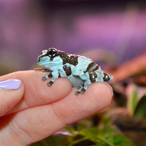 Captive Bred Juvenile Amazon Milk Frogs - Representative Photos - New ...