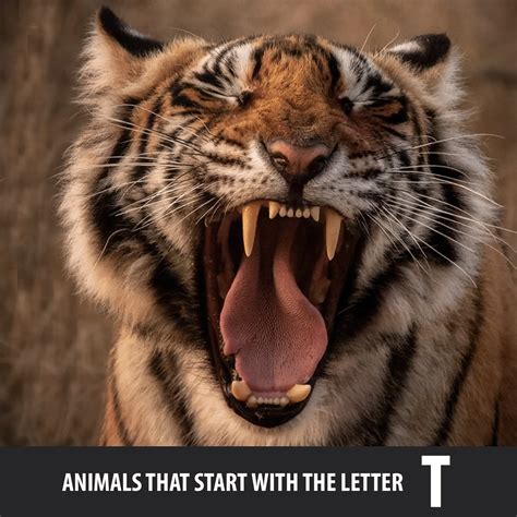 Animals That Start With The Letter P