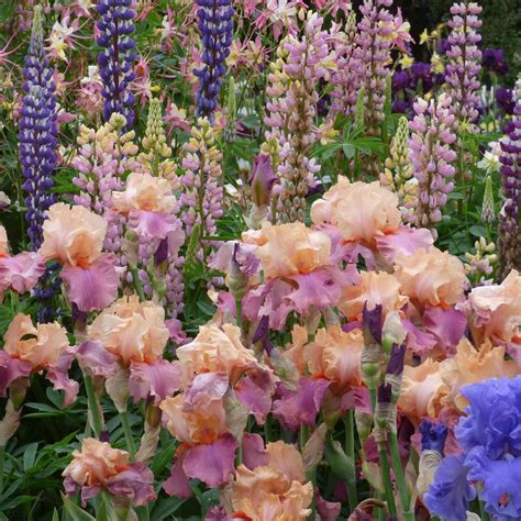 Bearded Iris Bulbs - Champagne And Strawberries | Fall Flower Bulbs ...