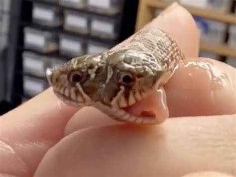 Rare two-headed snake hatches at exotic pet shop in Devon | The Independent