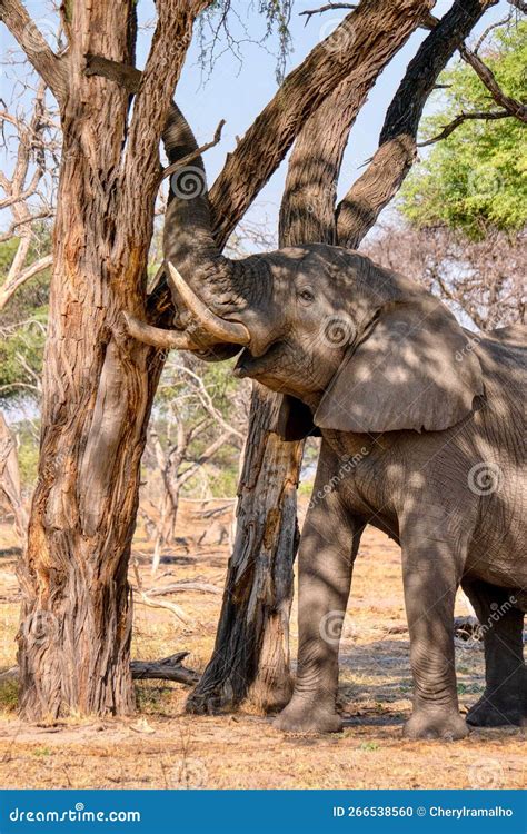 An African Elephant Eating Tree Bark in Botswana. Stock Photo - Image of natural, habitat: 266538560